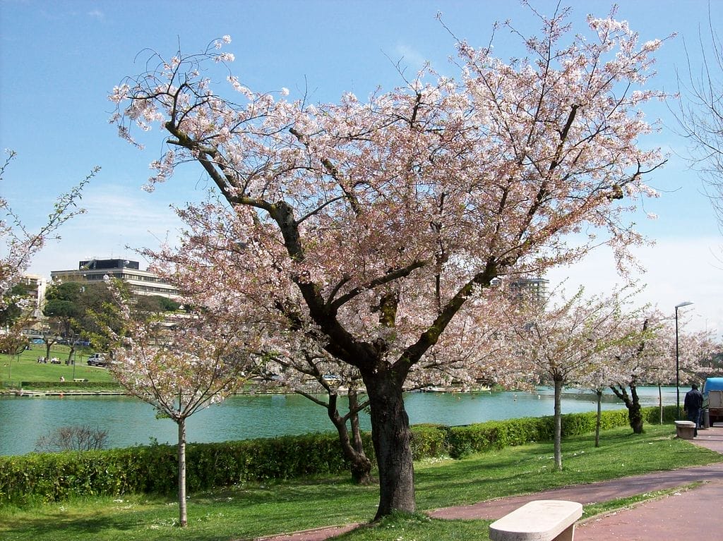 cherry blossoms rome april japanese tree