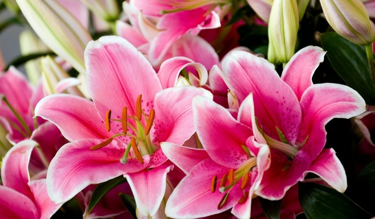 Italian Lilly flower