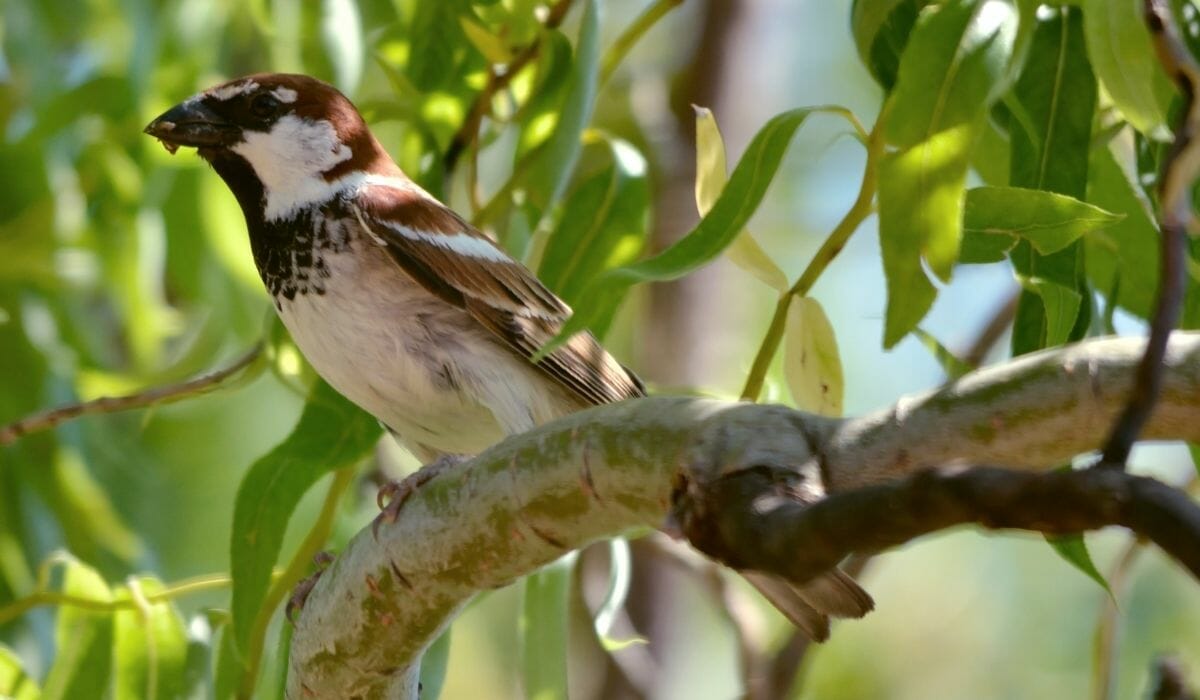 Sparrow Italian symbol