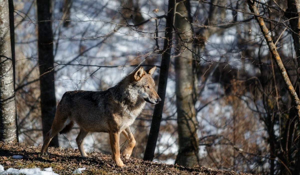 national animal of Italy in winter