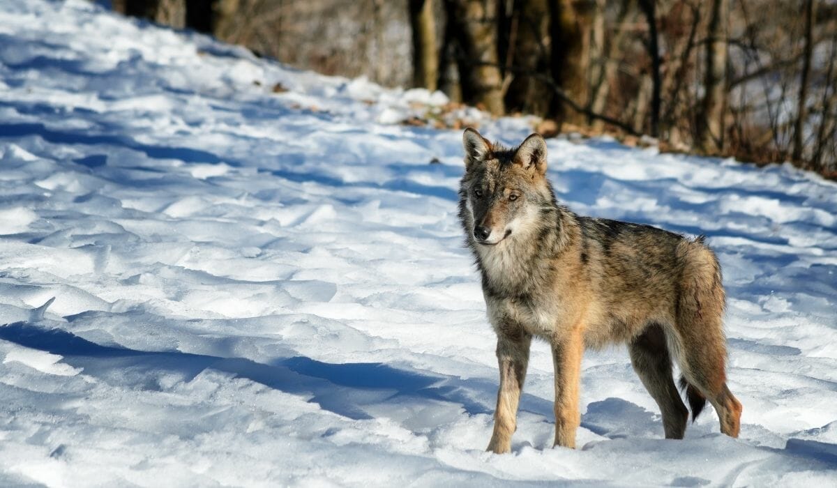 Italian wolf is unofficial national animal of Italy