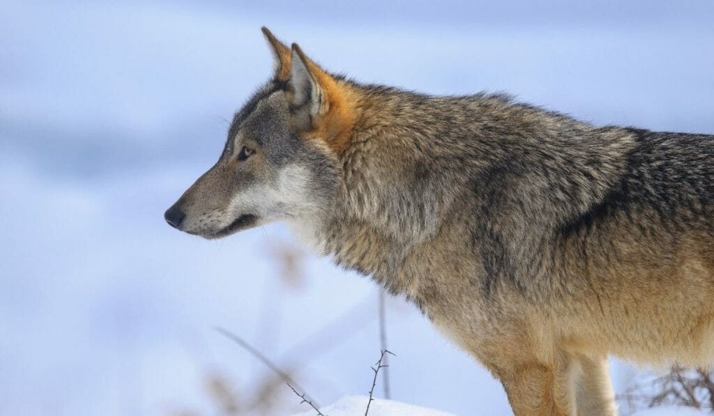 National Animal of Italy: What Animal Makes Italians Feel Proud?