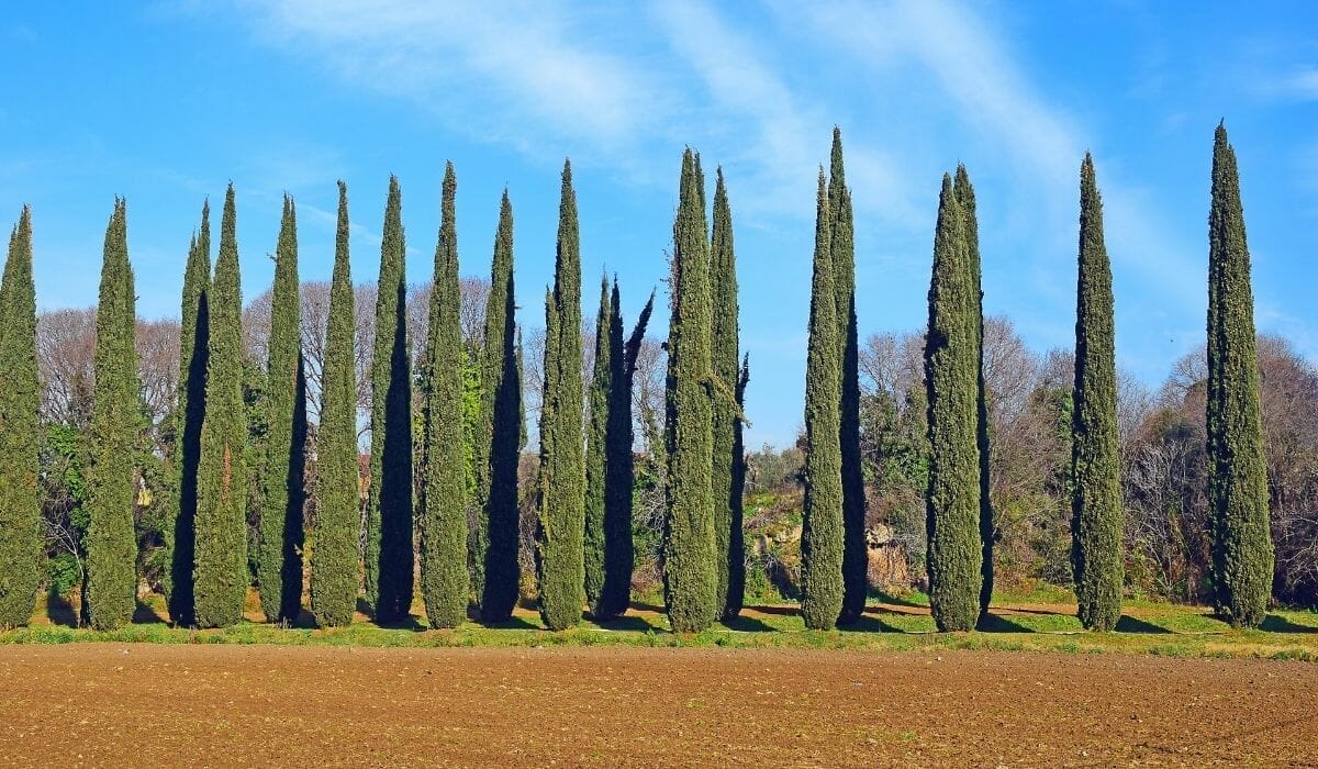 Cypress trees in Rome
