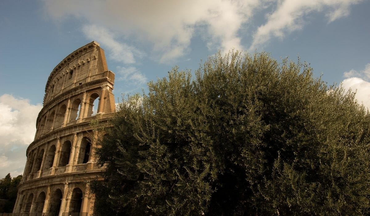 Olive trees in Rome near Colosseum