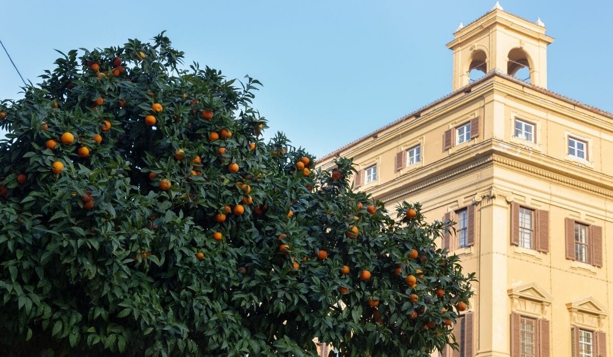 Orange trees in Rome