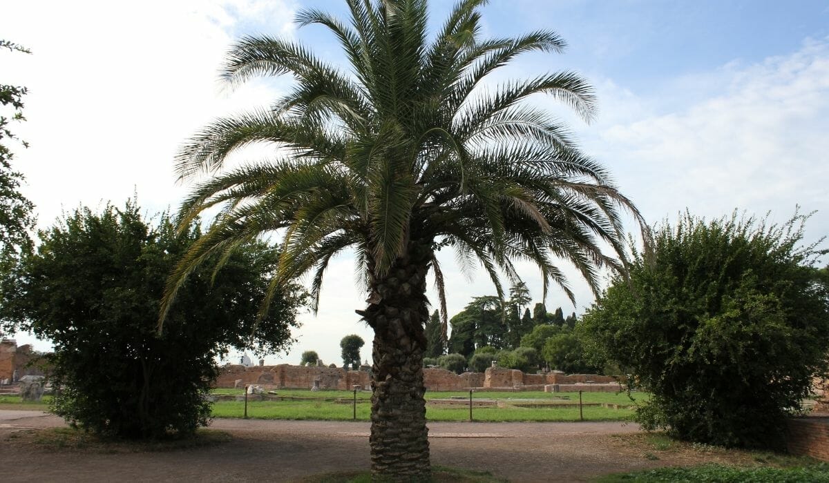 Palm tree in Rome garden