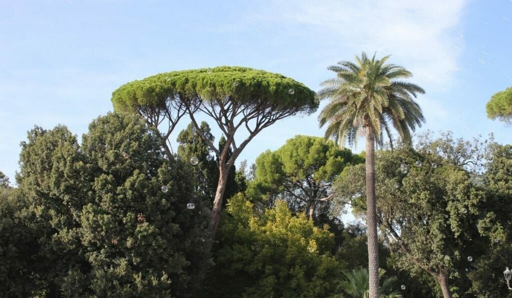Trees In Rome Why Locals Are Proud of Pine Trees in Rome