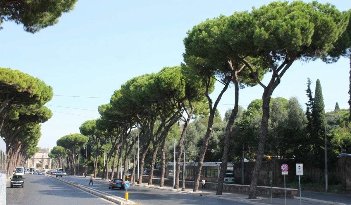 Trees in Rome Italy