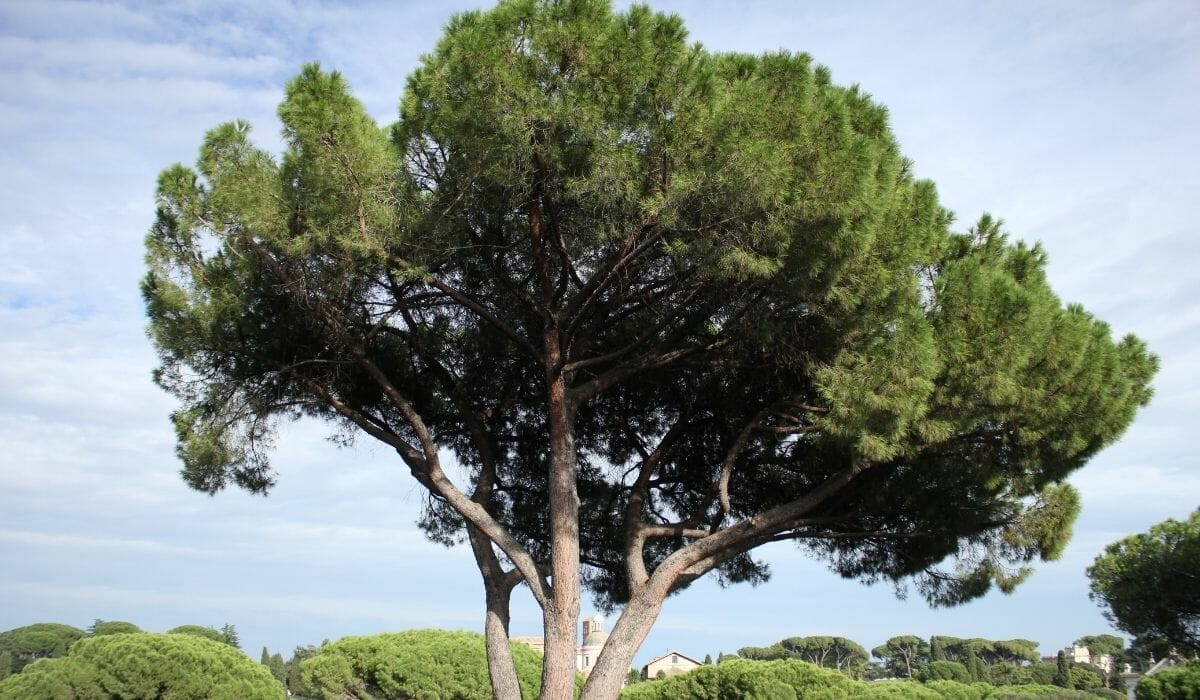 Trees in Rome symbolism