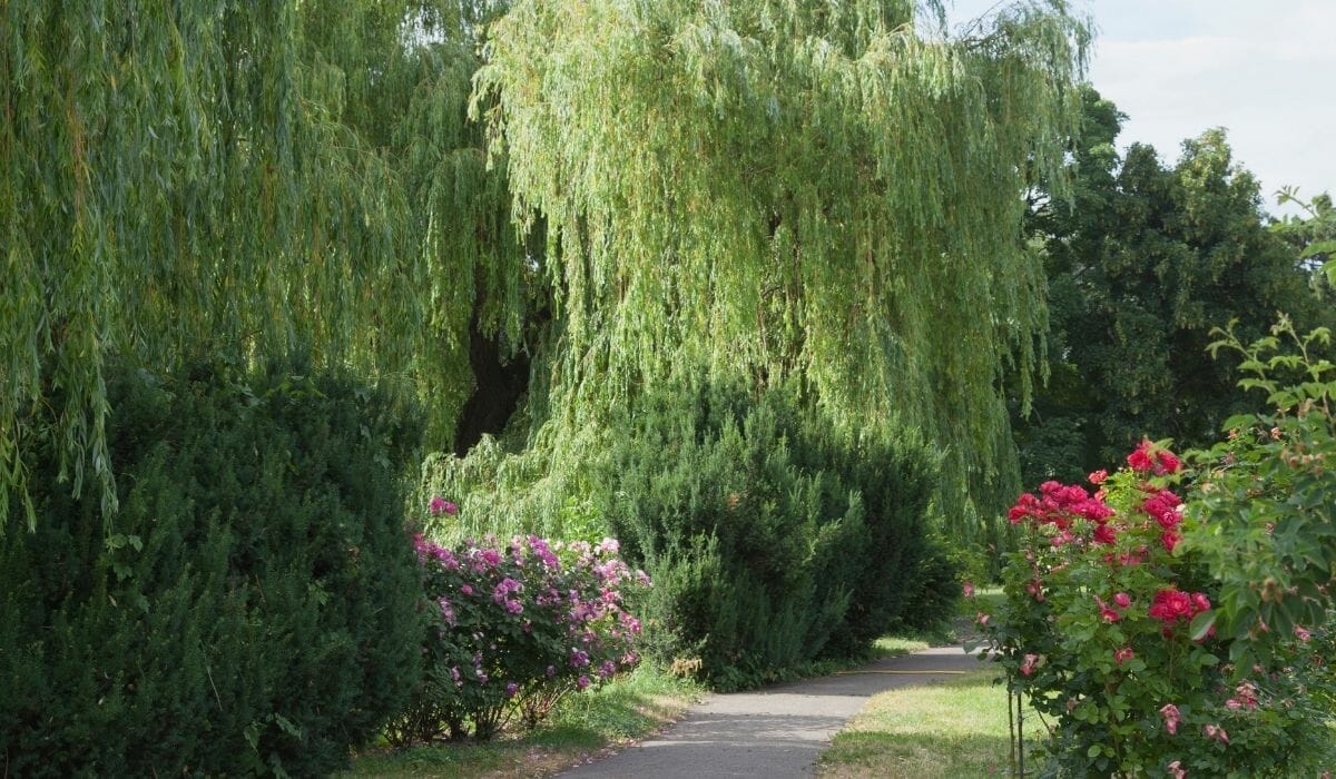 Willow trees in park