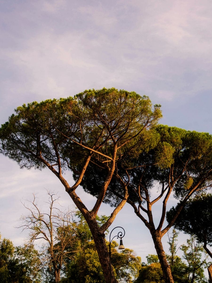 Botanical Garden of Rome with kids