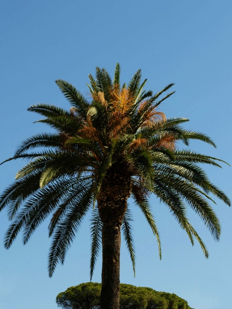 Palms Orto Botanico di Roma