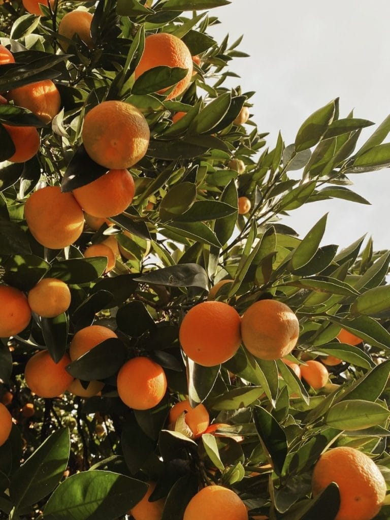 Legend and the Orange Trees