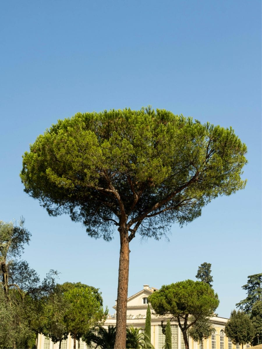 visiting Orange Garden in Rome